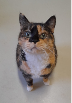 Molly, die Katze der Tierschutz-KI
